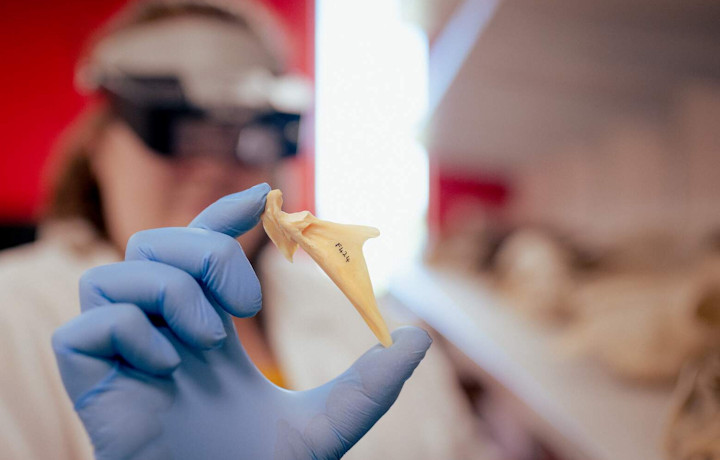 A Bioarchaeology student studies a bone. Image copyright University of York, Alex Holland